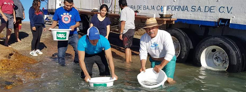 México. Un millón de totoabas para salvar una especie en peligro de extinción