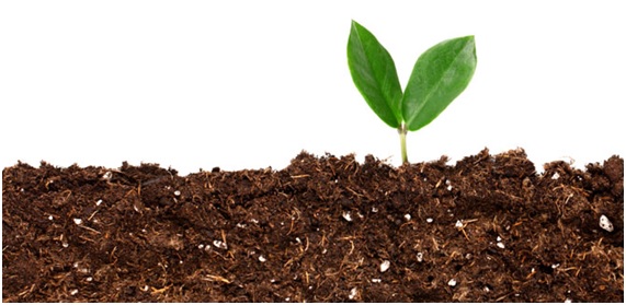 Compost: el aliado indispensable de la huerta orgánica