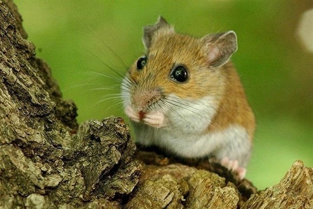 Los machos de los mamíferos también determinan el sexo de sus crías