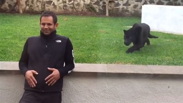 Metete en la jaula de una pantera y…. !sorpresa! (Mira el VIDEO)