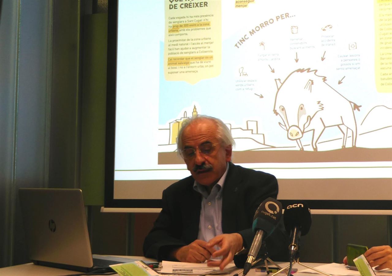 Sant Cugat emprende una campaña ciudadana para reducir los jabalíes en la zona urbana