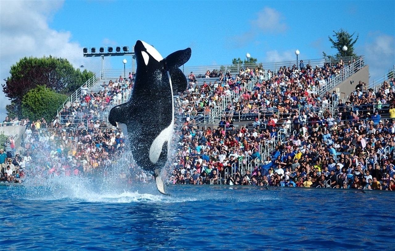 SeaWorld liquida el espectáculo con orcas en San Diego por denuncias de maltrato animal