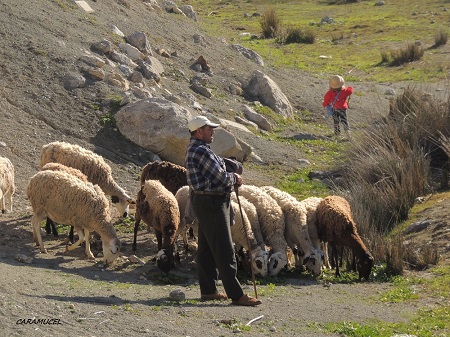 III Marcha ganadera por las vías pecuarias de Abarán (Murcia)