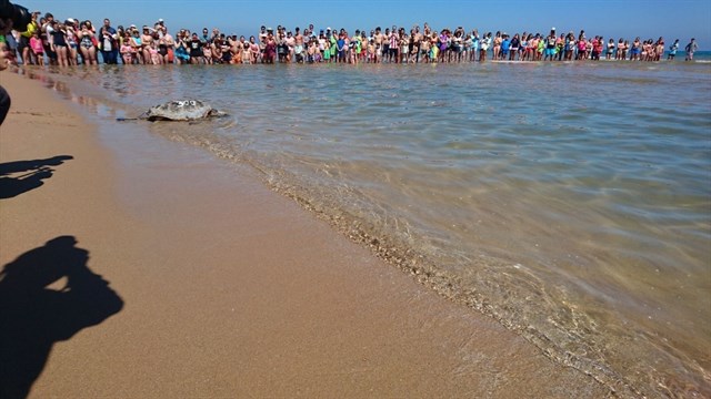 Cinco tortugas marinas vuelven al mar en Gandia tras ser recuperadas en lOceanogràfic