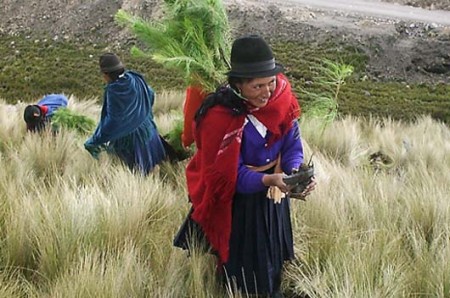 Sembradas más de 157 mil plantas para reforestación