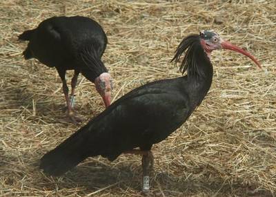 El programa de voluntariado para la crianza de Ibis eremita