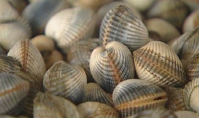 La Xunta de Galicia asegura que la mortandad de moluscos ‘sería superior’ sin embalses