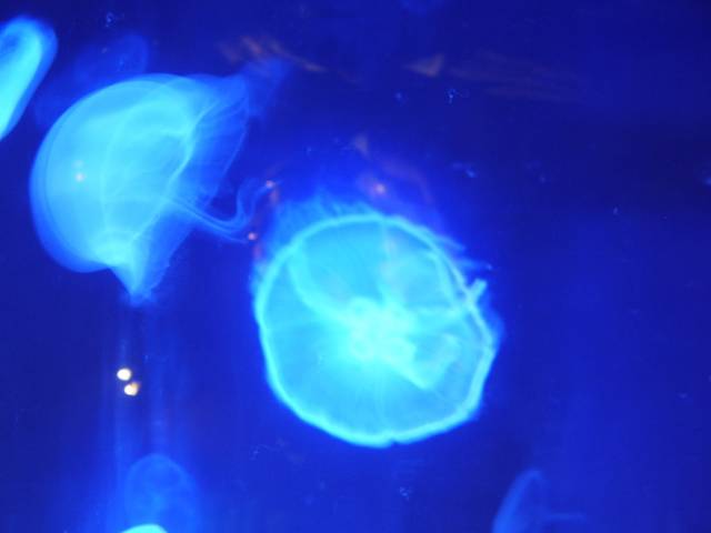 Málaga y el Aula del Mar firman una alianza para disminuir la presencia de medusas