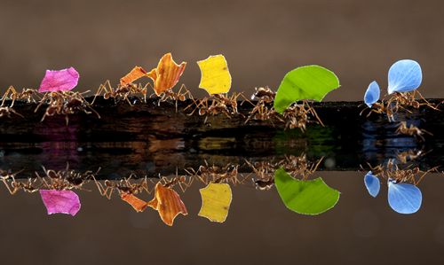 El húngaro Bence Máté gana el premio Fotocam 2010 con una fotografía de hormigas transportando pétalos de flores