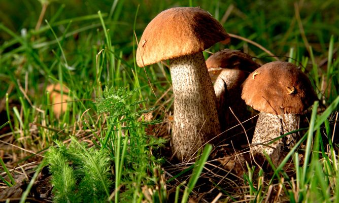 Iníciate en el mundo de la micología con la Asociación Ecotono