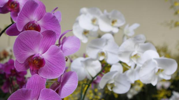 Detectados casi 5.500 ejemplares de la orquídea de prat en el Parque Natural de sAlbufera