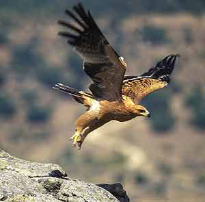 SEO/BirLife apoya proyectos rurales de conservación de las aves en Andalucía