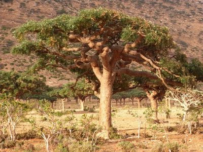 Los árboles de los que se extrae el incienso están sufriendo una drástica disminución y de aquí al 2027 se prevé que su población se reduzca a la mitad