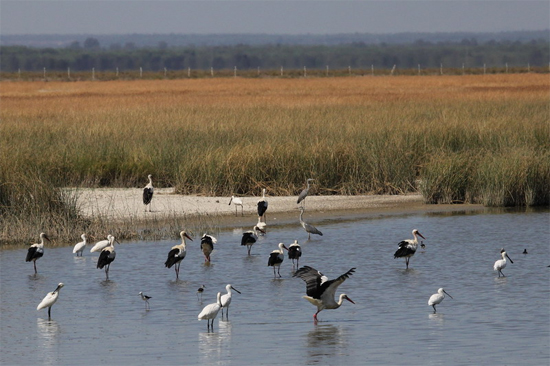 La ampliación de Reserva de la Biosfera de Doñana es un ‘aliciente’ adicional para su conservación