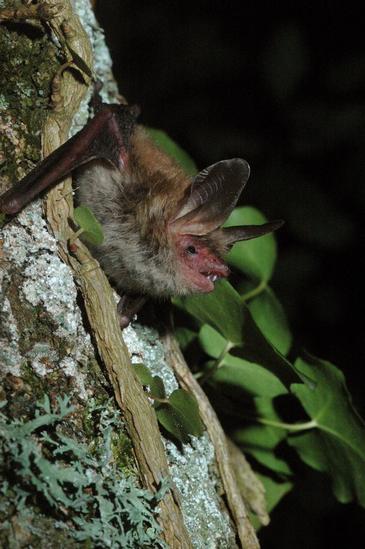 El murciélago Bechstein