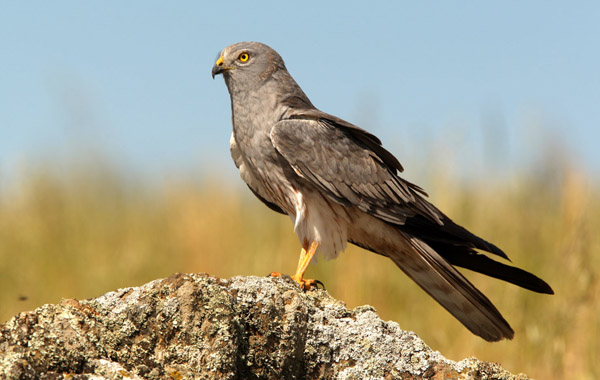 Huelva ‘arranca’ la campaña 2016 para la supervivencia del aguilucho cenizo