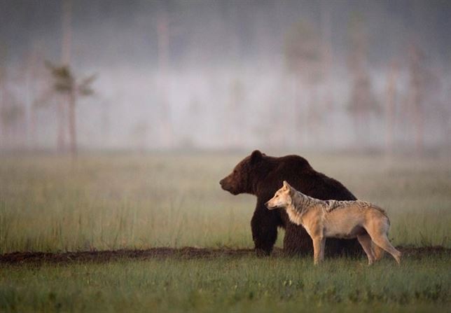Lobo y oso ‘amigos para siempre’