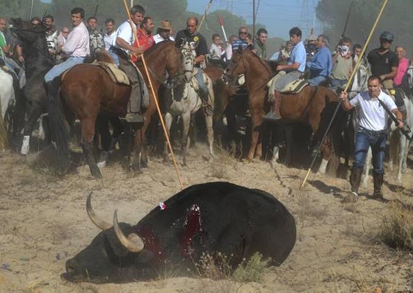 La tauromaquia arropa el ‘Toro de la Vega’