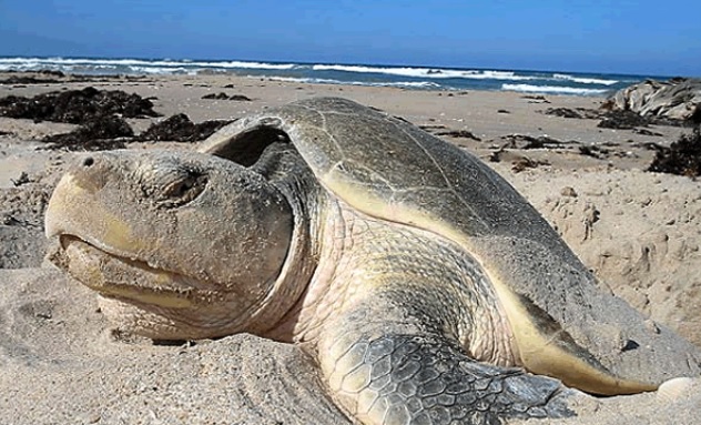 Fomentan la protección de la Tortuga Lora en Tamaulipas