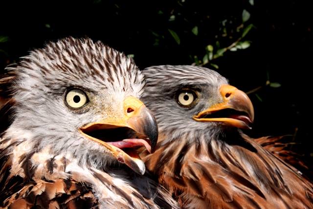 AMUS a través del apoyo recibido de ENDESA ha emprendido un interesante proyecto que pretende validar y avanzar en los sistemas y métodos de colocación de emisores en rapaces amenazadas