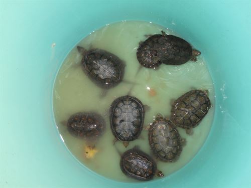 La inaceptable captura ‘abusiva’ de especies protegidas de galápagos para el consumo humano