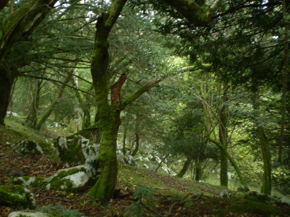 Las poblaciones de tejo españolas presentan variaciones genéticas en la producción del taxol