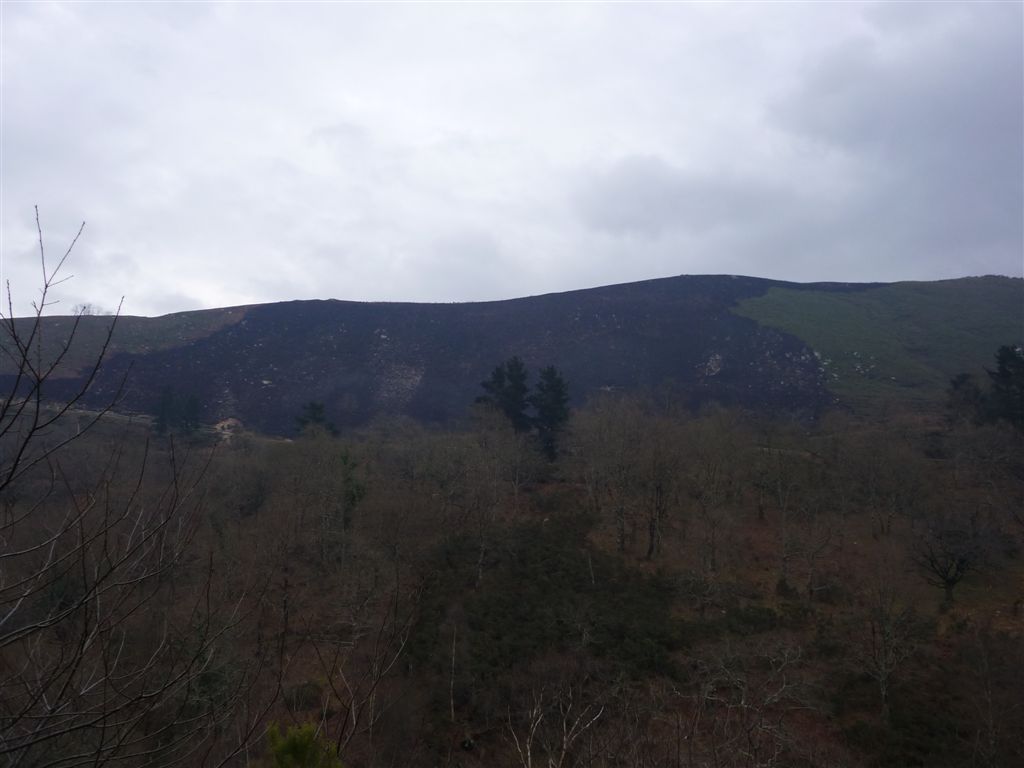 El Gobierno de Asturias permite una ola de incendios con los brazos cruzados