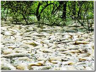 Desastre ecológico en territorio boliviano