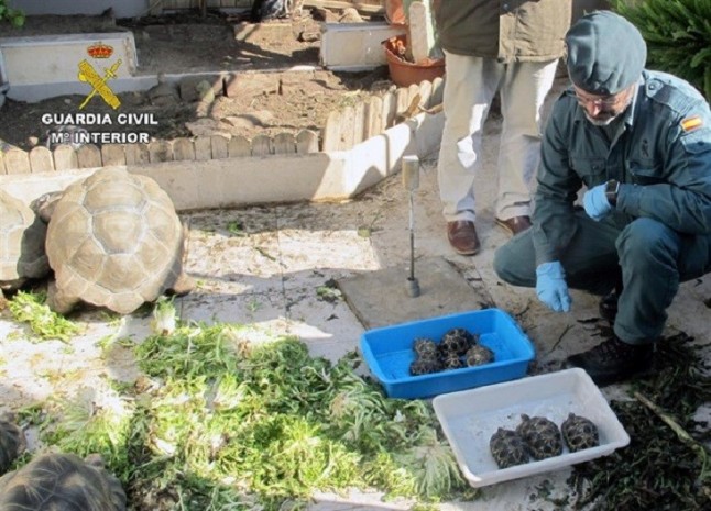 Desmantelan un criadero ilegal de tortugas con cerca de un centenar de especímenes de 5 especies protegidas