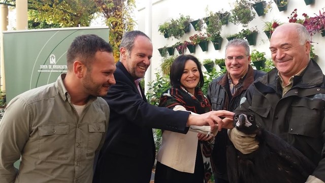 Ceden siete buitres negros a la Vulture Conservation Foundation