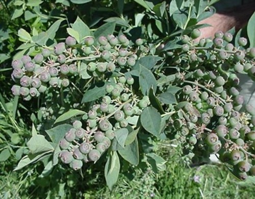 Expertos investigan la actividad antioxidante de variedades de arándanos