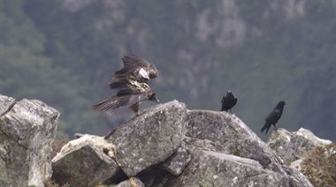 Localizado muerto un quebrantahueso en Picos de Europa