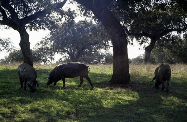 Abierto el plazo para presentar alegaciones a la información de la superficie adehesada que incorpora el Sigpac