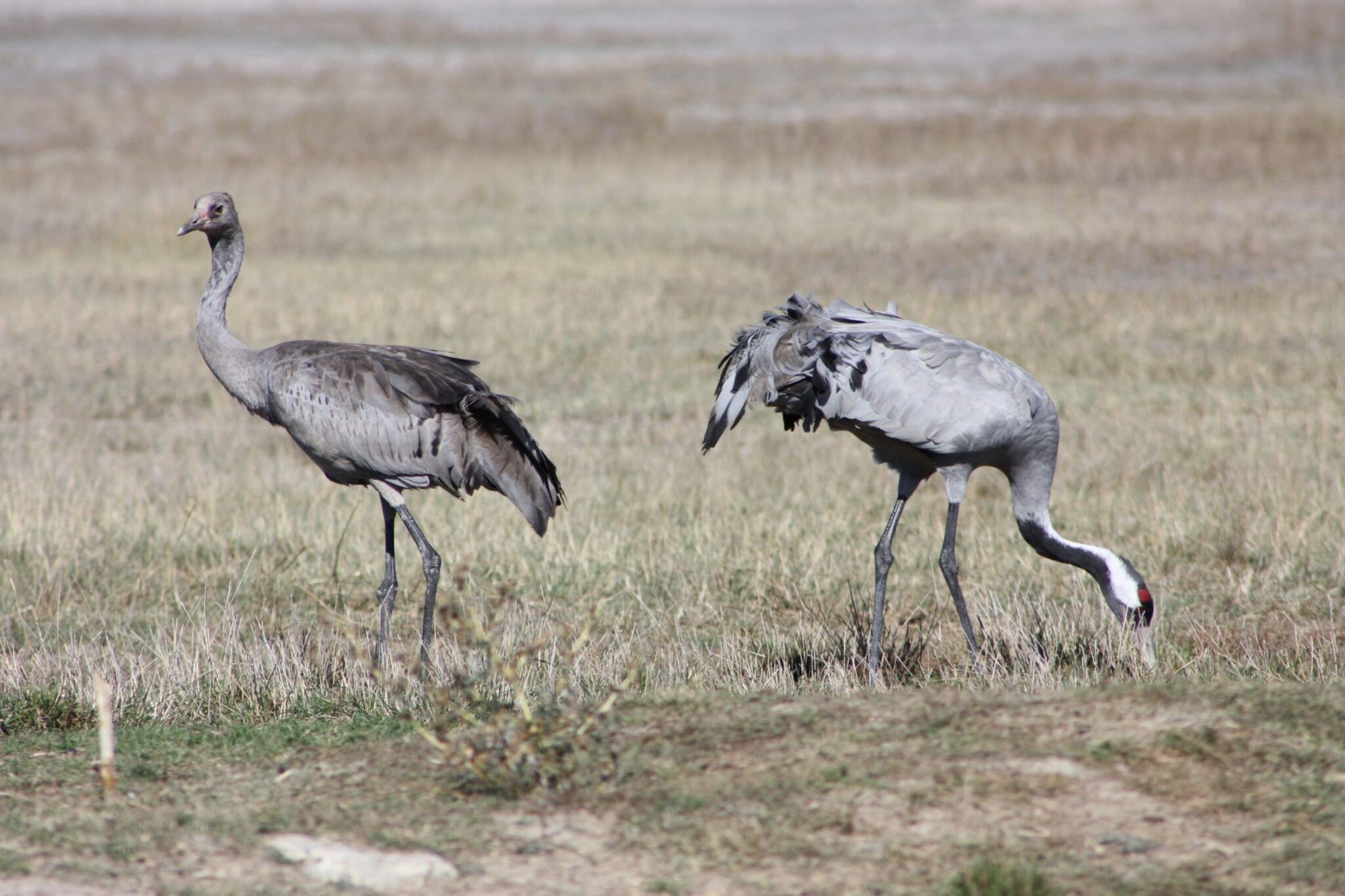 Festival de las grullas en gallocanta