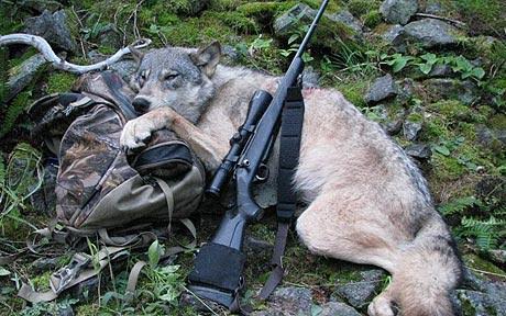 Cazadores ‘locos’ por matar lobos