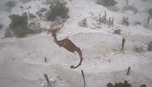 Impresionante VIDEO que graba por primera vez al dragón de mar rubí