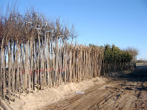 La Diputación de Toledo destina 126.000 euros a la campaña de ajardinamiento municipal para el año 2012