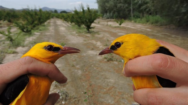 La biodiversidad del bosque del Segura permite anillar en un solo día 18 especies de aves