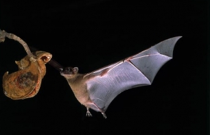Así evolucionaron los murciélagos