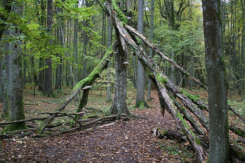 España copresidirá con Noruega la VI Conferencia Ministerial sobre la protección de los bosques en Europa
