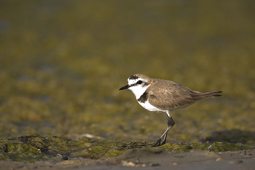 Día mundial de los humedales en el Saladar de Agua Amarga