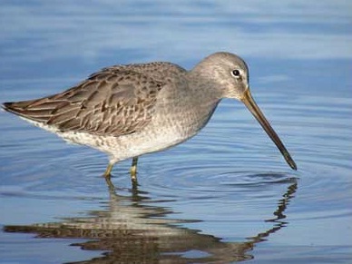 Vivir en un medio marino supone un alto coste energético para las aves limícolas