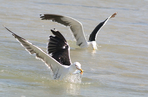 Celebra con SEO/BirdLife el Día Mundial de las Aves 2010 (2 y 3 de octubre)