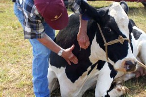 Canadá ‘abusa’ de antibióticos en animales