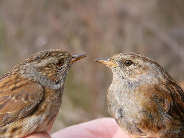 Cuantas aves se reproducen en España