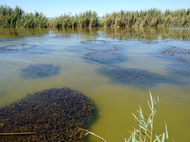 La Albufera recupera praderas de vegetación acuática
