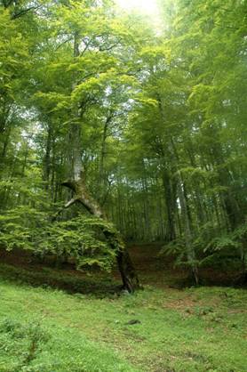 Crece la superficie forestal de Cantabria