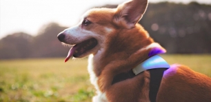 Conoce lo que piensa tu mascota con este dispositivo