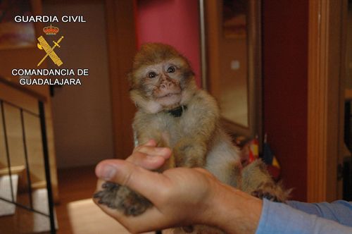 Especie en peligro. El Seprona incauta en Guadalajara de un Macaco de Gibraltar