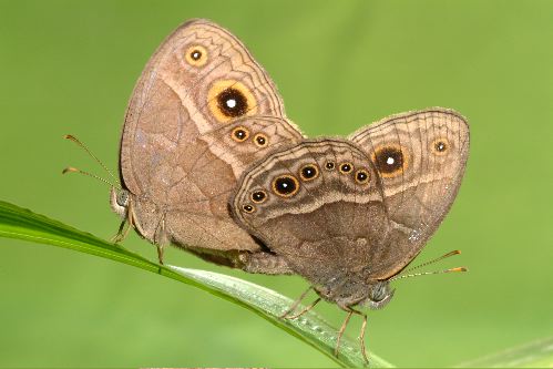 Las mariposas hembra persiguen a las macho a temperaturas bajas